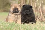 CHOW CHOW 234